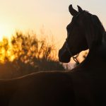 Arabian Mares Are Gold