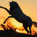 Where Do the Most Arabian Horses Live?