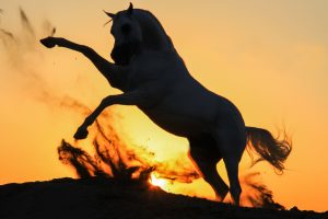 Where Do the Most Arabian Horses Live?