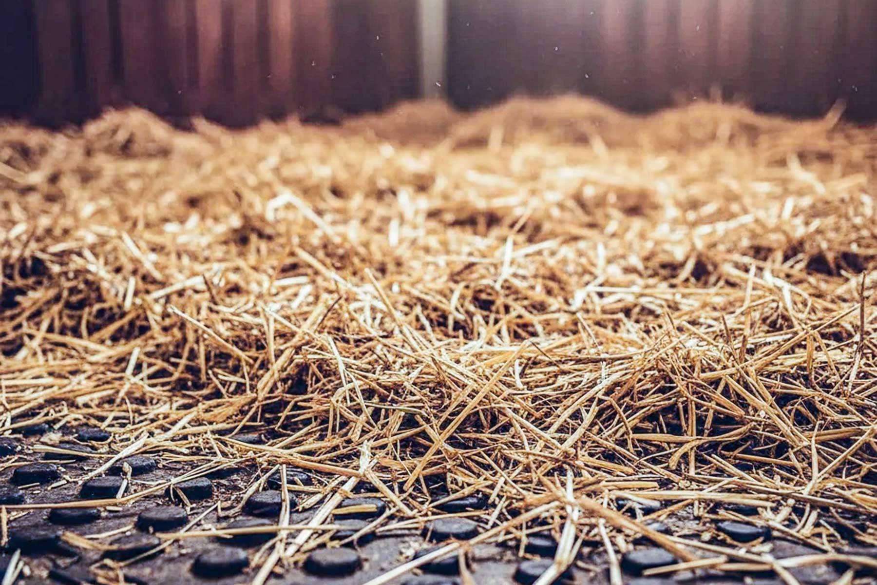Artistic stable scene photographed in Hakan Kaya’s equine storytelling style