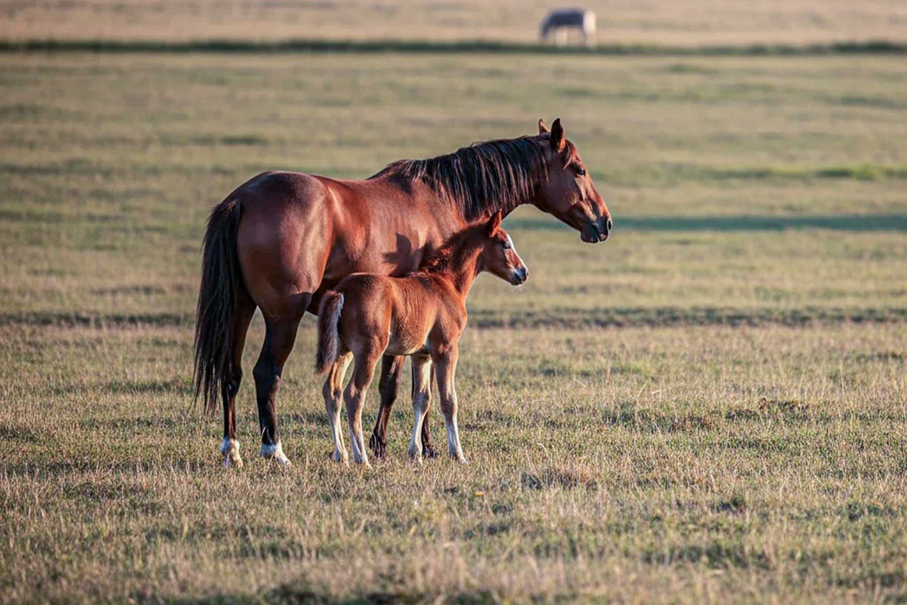 How Horses Speak Without Words