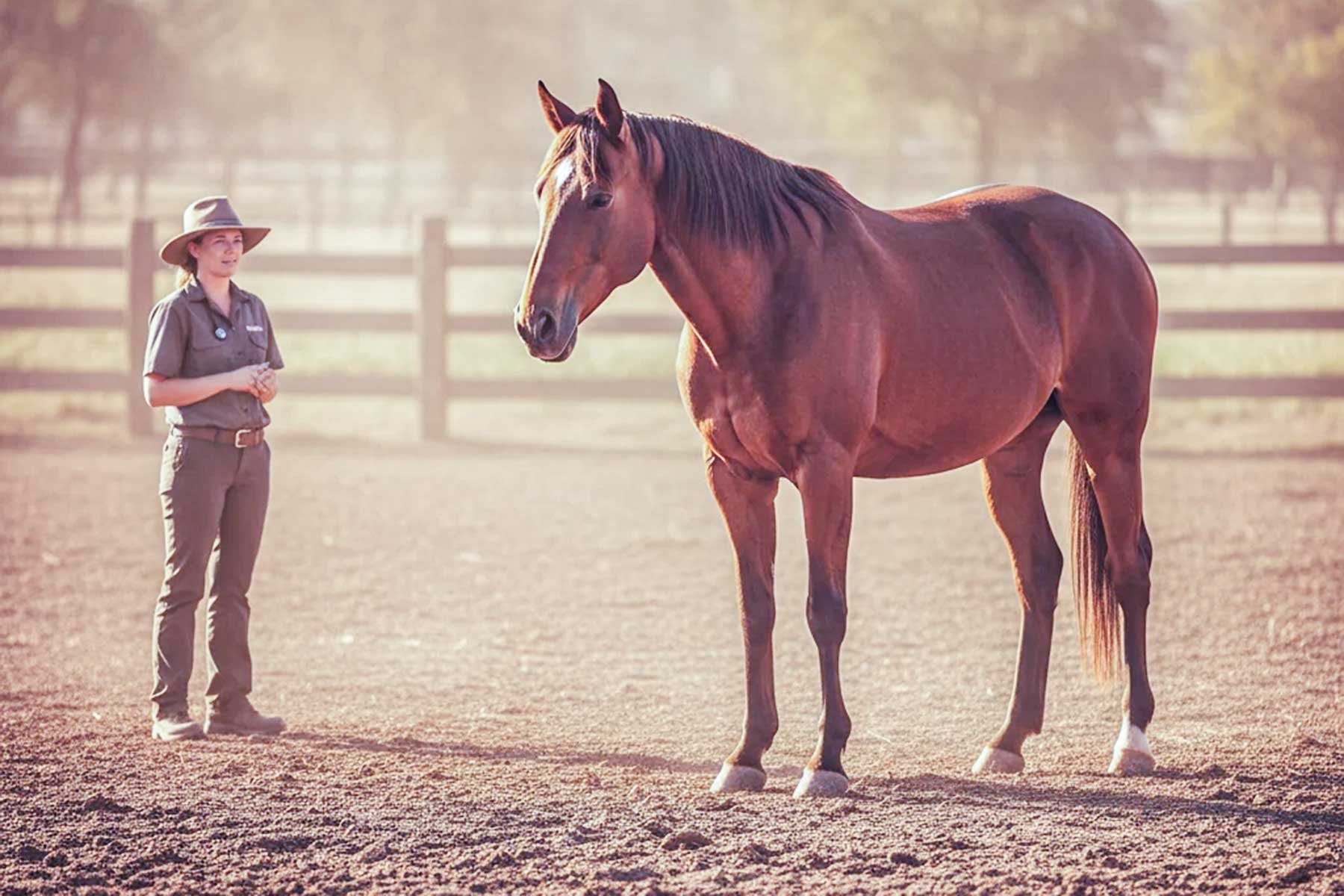 Horse Examination: Reading the Silence