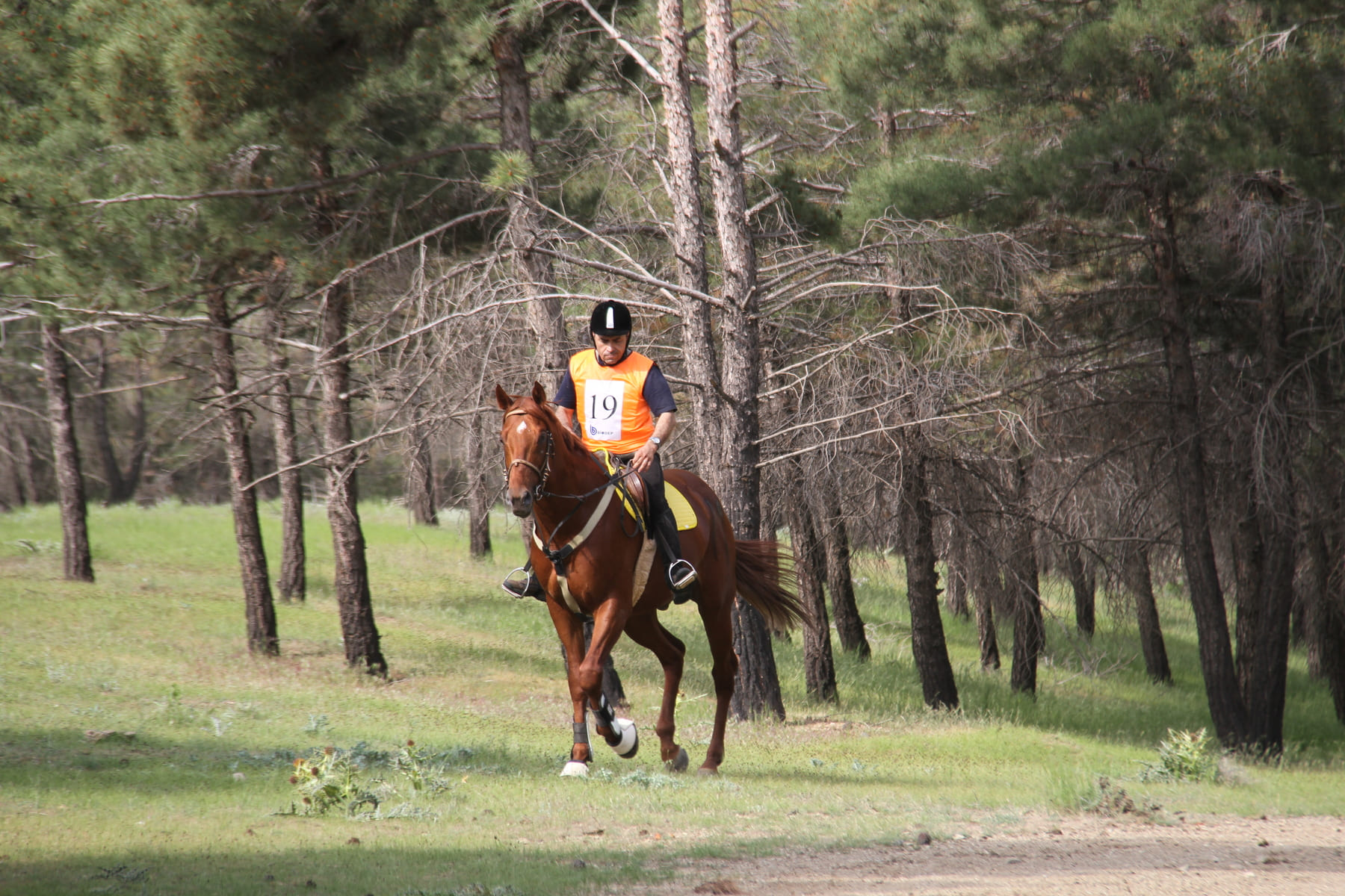 Horse and rider in mountain endurance race — green forest, natural trail, old archive photo.
