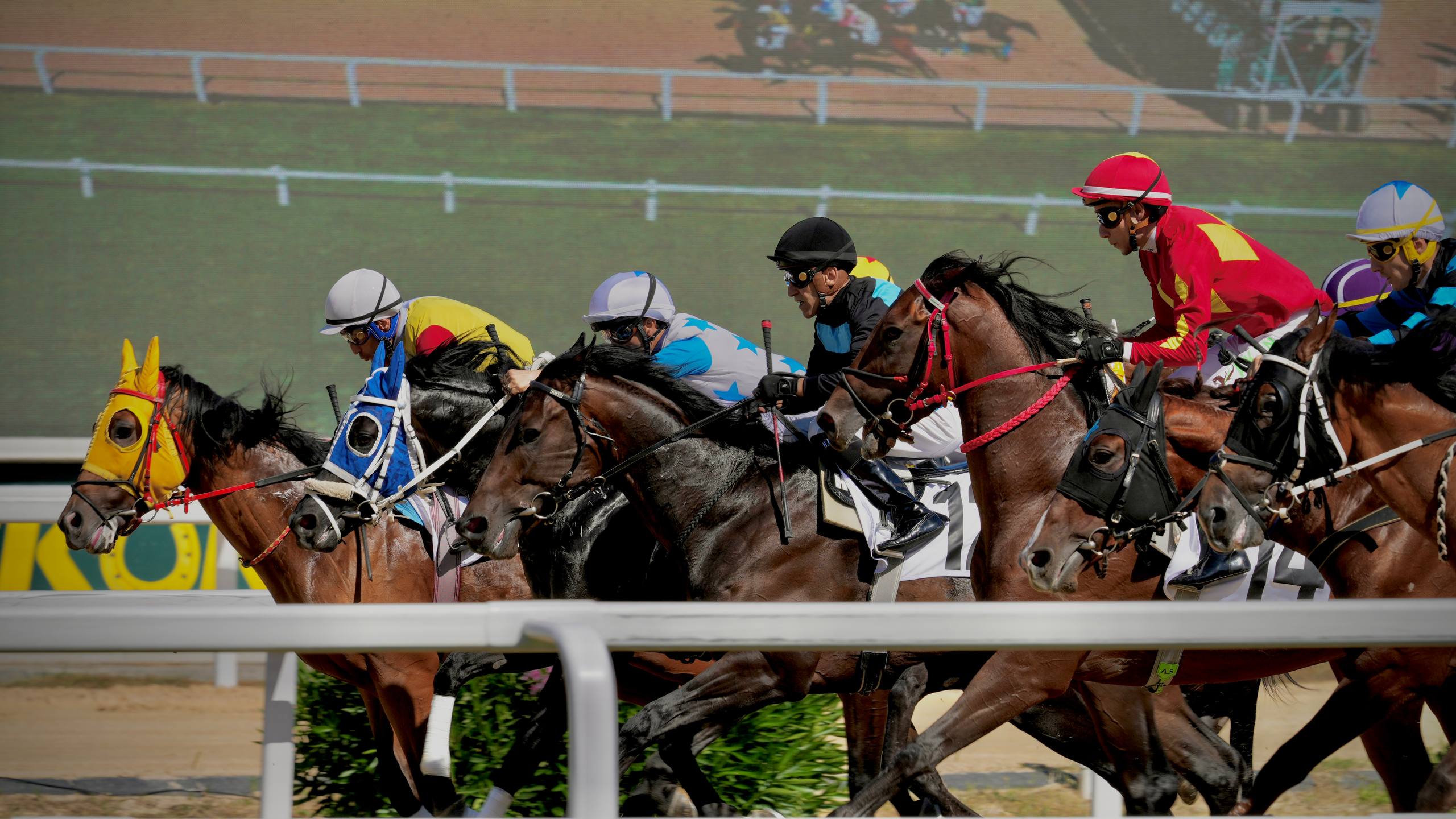 Thoroughbred in the stable area